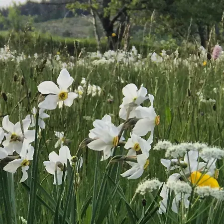 Eco Yourte Les Airelles D'isabelle Saint-Anthème